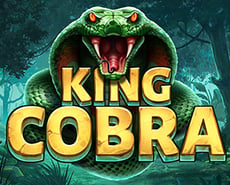 
                             King Cobra